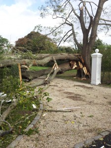 Hazardous Fallen Tree