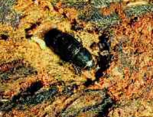 Black Turpentine Beetle