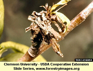 Brown Rot on Cherry Blossom