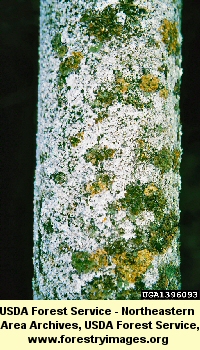 gall wasps oak bark adelgid pine permalink