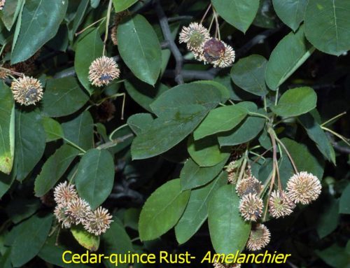 Cedar Quince Rust of Shads & Hawthorns