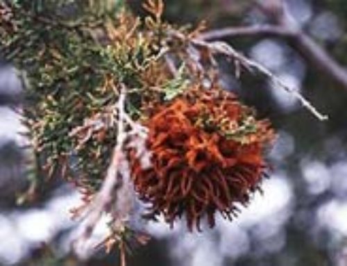 Cedar Hawthorn Rust of Junipers